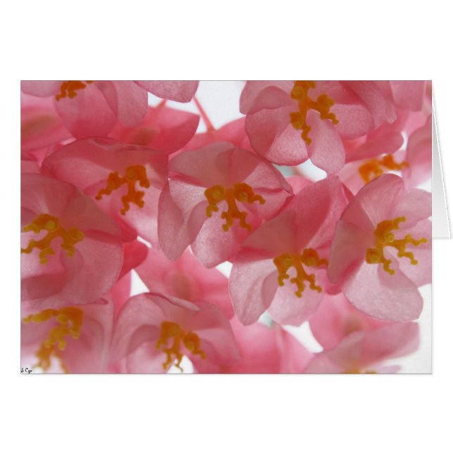 Cartão Delicado (Frente Horizontal)