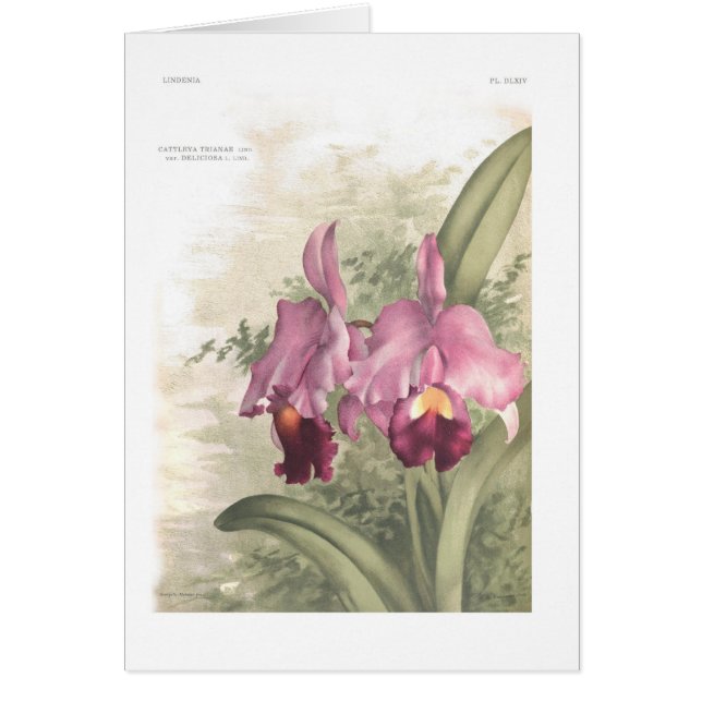 Cartão Deliciosa do var dos trianae de Cattleta (Frente)