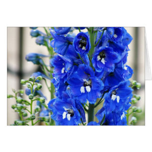 Cartão Delphinium azul