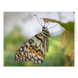 Cartão Demoleus de Papilio