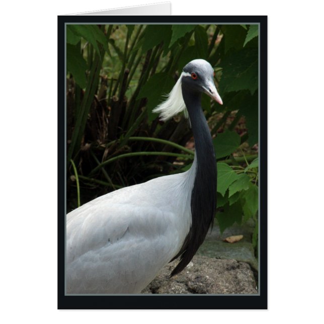 Cartão Demoselle Crane (Frente)