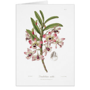 Cartão Dendrobium nobile