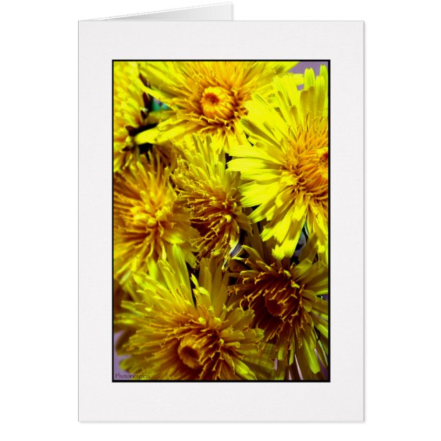 Cartão Dente-de-leão (Frente)