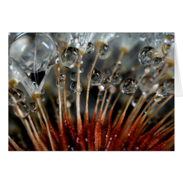 Cartão Dente-de-leão e gotas de água, CA (Frente Horizontal)