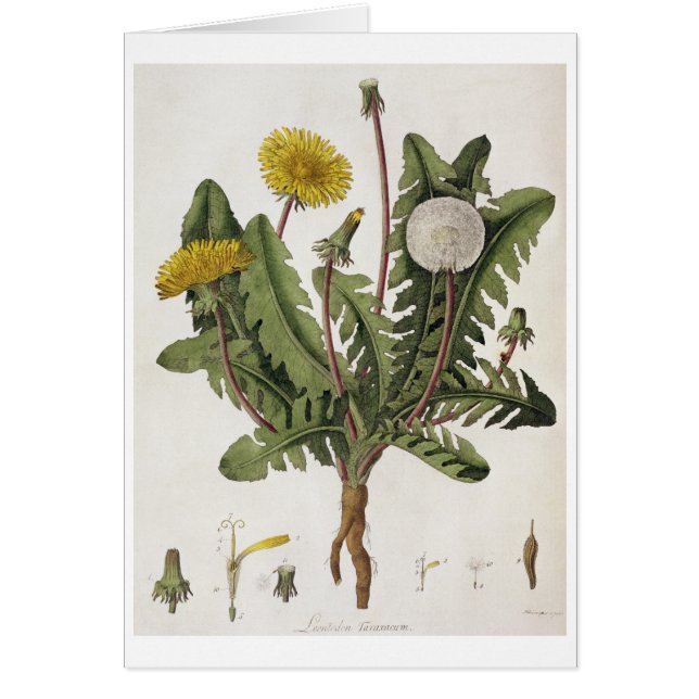 Cartão Dente-de-leão (gravura da cor) (Frente)