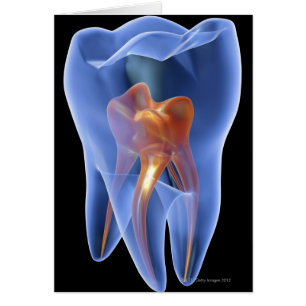 Cartão Dente, secção transversal transparente de um mol
