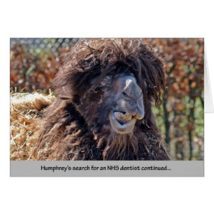 Cartão Dentista do camelo
