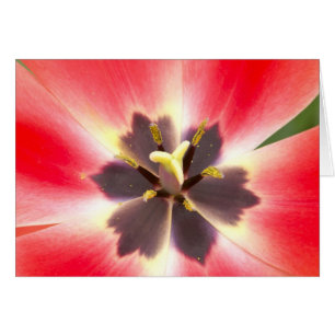 Cartão Dentro a Tulip