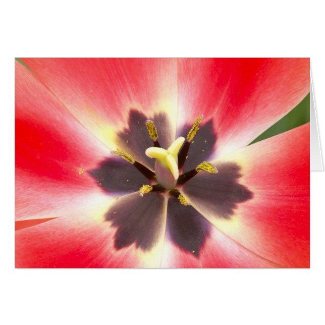 Cartão Dentro a Tulip (Frente horizontal)