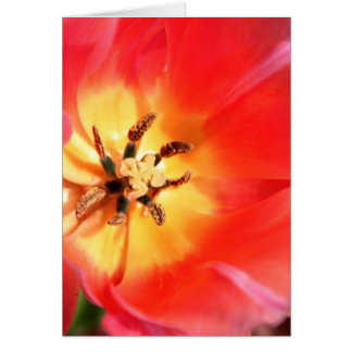 Cartão Dentro a Tulip