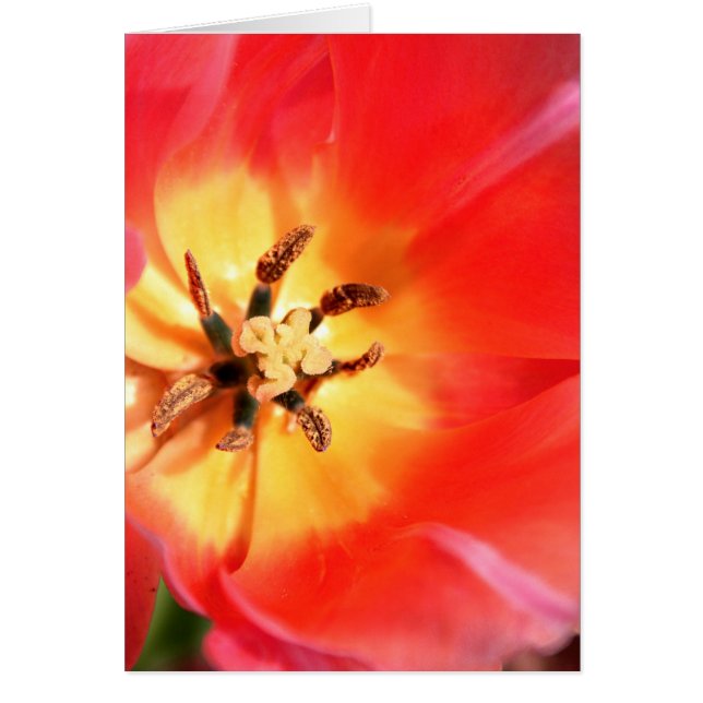 Cartão Dentro a Tulip (Frente)