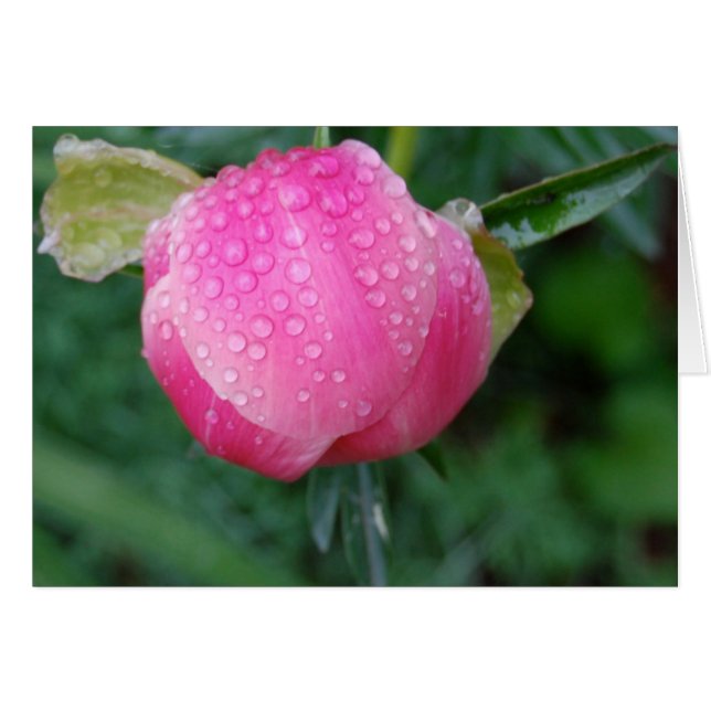 Cartão Depois da chuva (Frente Horizontal)