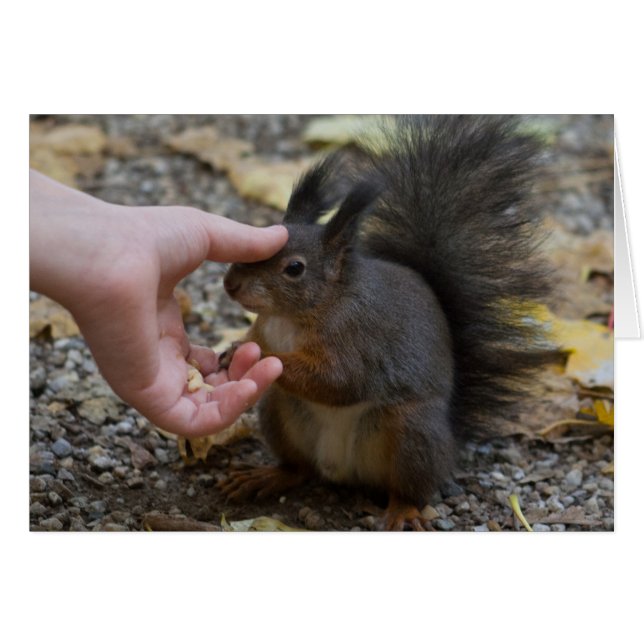 Cartão derrame de esquilo (Frente Horizontal)