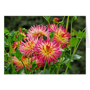 Cartão DES Plantes-1 de Jardin