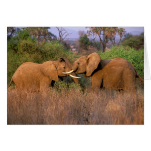 Cartão Desafio de elefante, África, Quênia, Samburu
