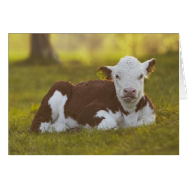 Cartão Descanso da vitela (Frente Horizontal)