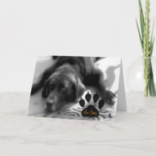 Cartão Desculpe, Engraçado Verso com Cachorro Labrador