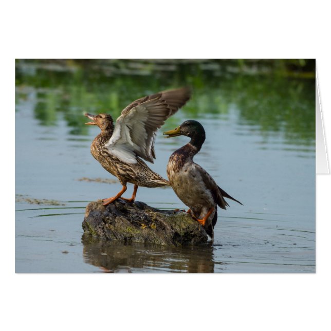 Cartão Desculpe-me (Frente horizontal)