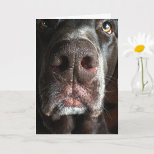 Cartão Desculpe, Sapato de Chocolate Lab, Aniversário atr