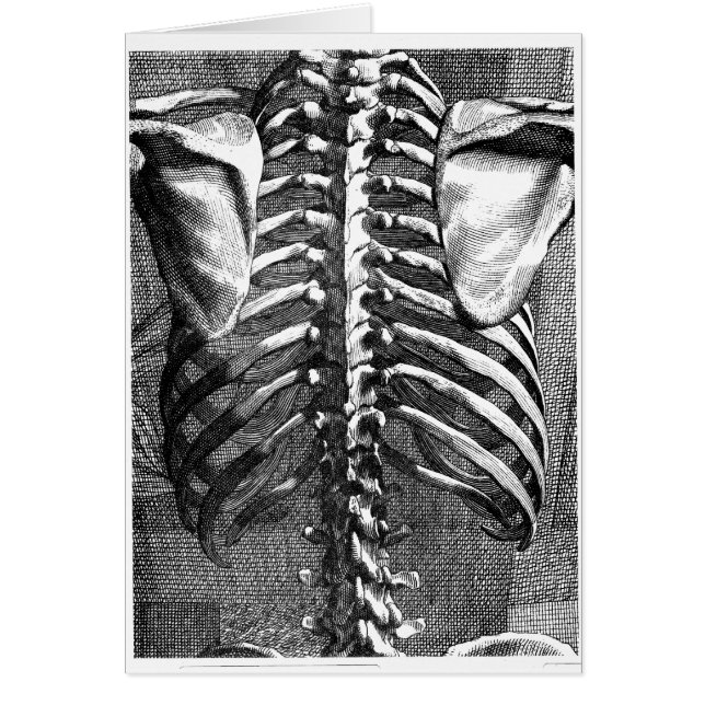 Cartão Desenho da coluna vertebral e ribagem (Frente)