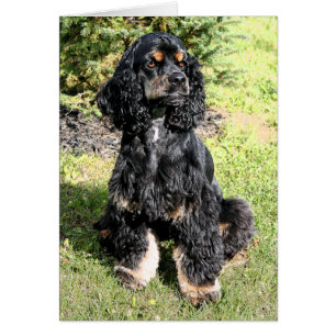 Cartão Desenho de cor do Spaniel do Cocker