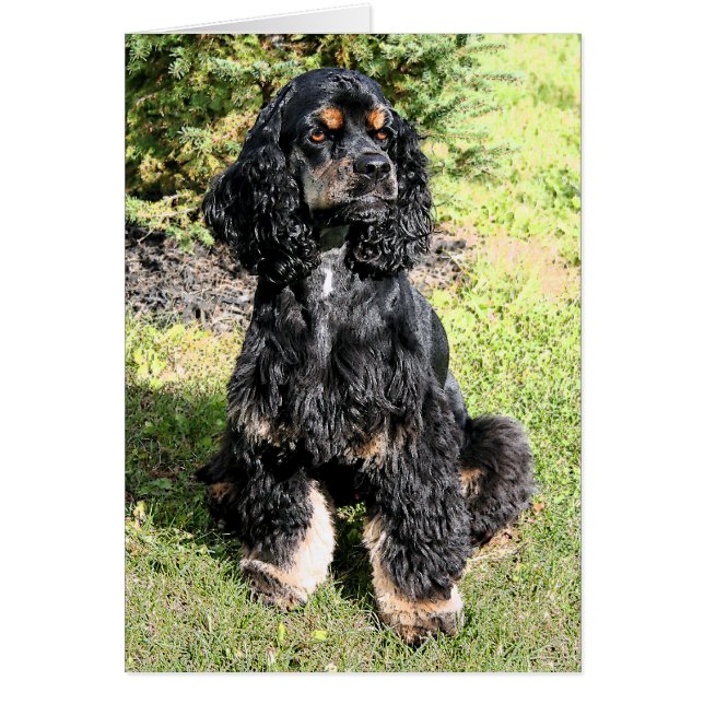 Cartão Desenho de cor do Spaniel do Cocker (Frente)