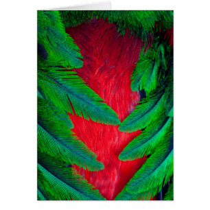 Cartão desenho de pena de Quetzal Resplandecente