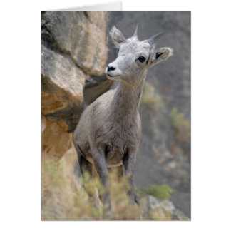 Cartão Desert Bighorn Ewe