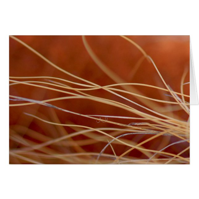 Cartão Desert Breeze (Frente Horizontal)