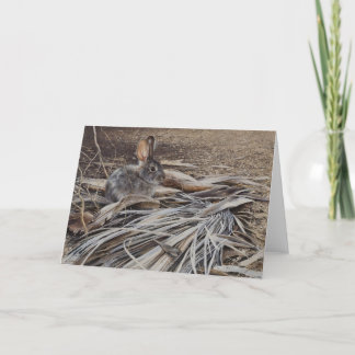 Cartão Desert Cottontail Blank Card By Andrew Denman