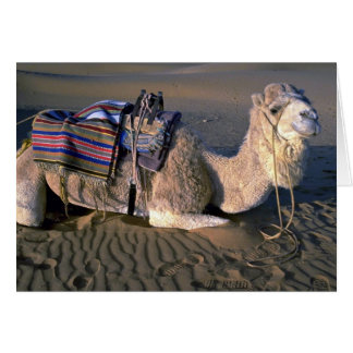 Cartão Deserto de Sahara perto de Merzouga, Marrocos