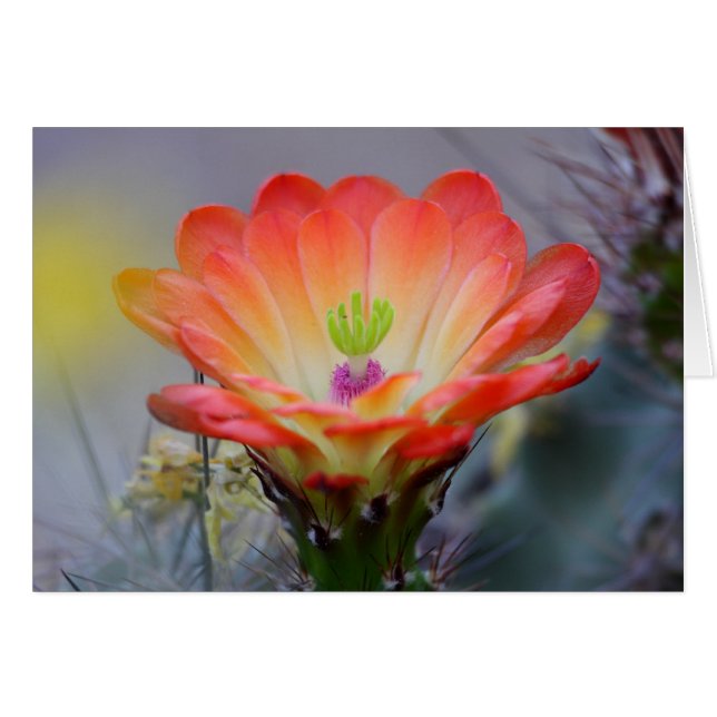 Cartão Deserto em Bloom (Frente Horizontal)