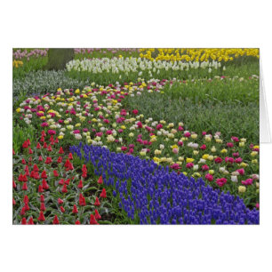 Cartão design de Grape Hyacinth e tulipas,