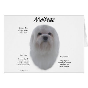 Cartão Design de História Maltês