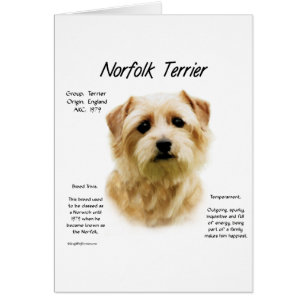 Cartão Design de Histórico de Terrier Norfolk
