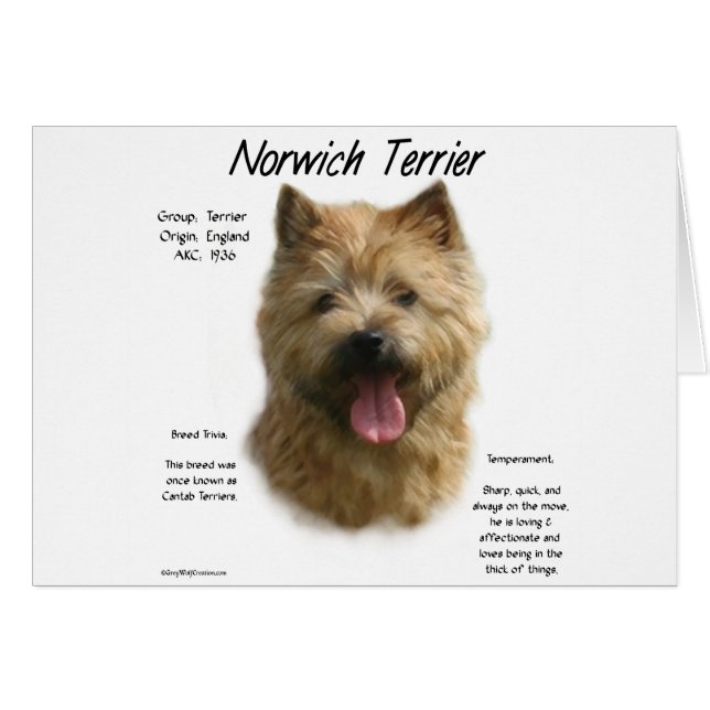 Cartão Design de Histórico de Terrier Norwich (Frente Horizontal)