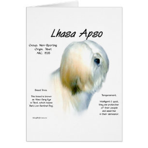 Cartão Design de Histórico do Apso da Lhasa