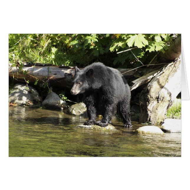 Cartão Design de Ursos para Animais e Animais Selvagens (Frente Horizontal)