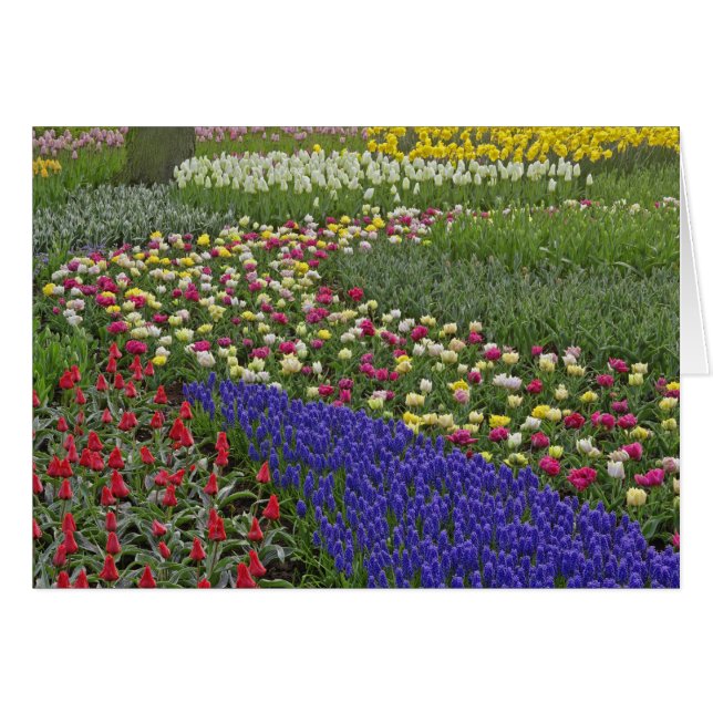 Cartão Design do Jardim de Hyacinth de Uvas e tulipas, (Frente Horizontal)