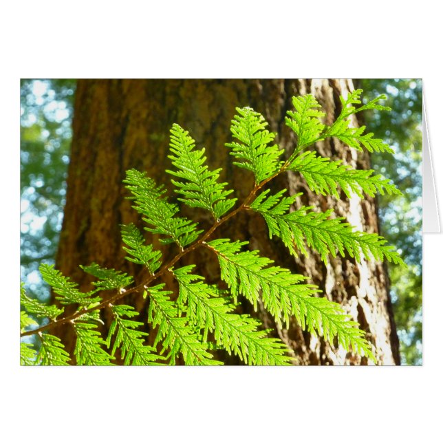 Cartão Destaques de um Botânico de Árvore Sequoia (Frente Horizontal)