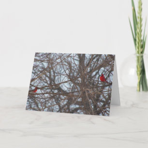 Cartão Deus Criou Beleza, Cardinals