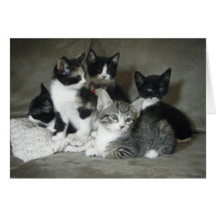Cartão Deve Amar Kittens