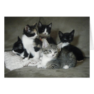 Cartão Deve Amar Kittens