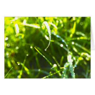 Cartão Dew Drop
