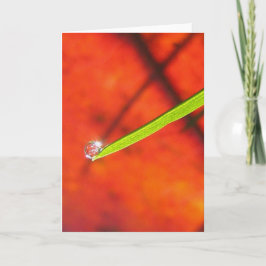 Cartão Dew Drop om Green Grass Meditação Pacífica