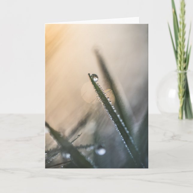 Cartão Dew Droplets Grass Nature Foto (Frente)