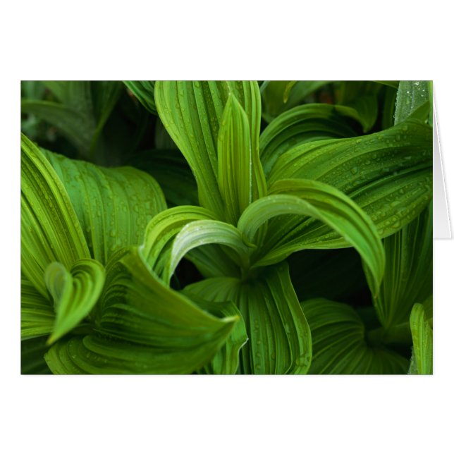 Cartão Dewdrops em um Falso Helaborado (Frente Horizontal)