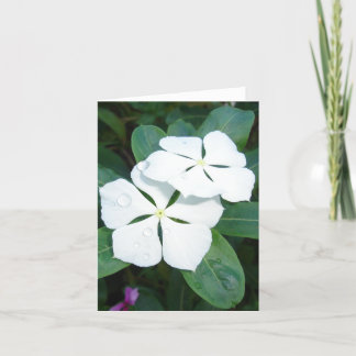 Cartão Dewdrops on White v2