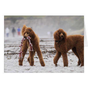 Cartão Dia 2010 #10 da caniche