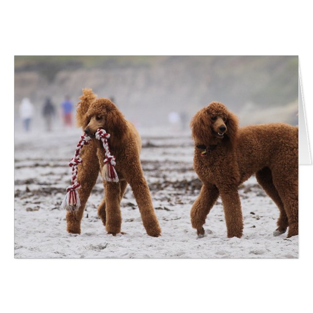 Cartão Dia 2010 #10 da caniche (Frente Horizontal)